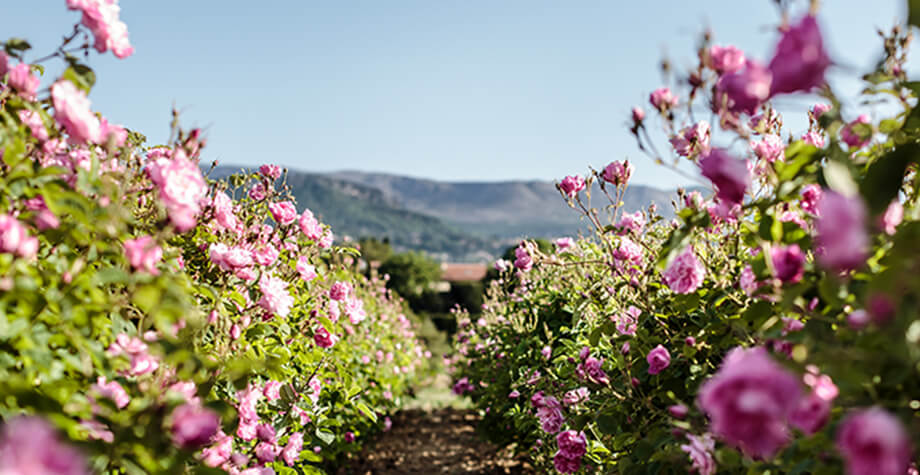 DIOR Fragrance Expertise